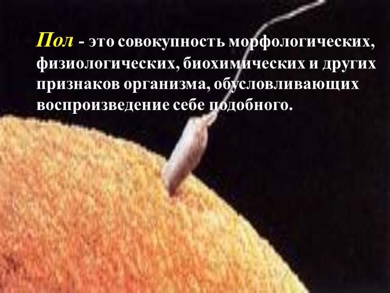 Пол - это совокупность морфологических, физиологических, биохимических и других признаков организма, обусловливающих воспроизведение себе